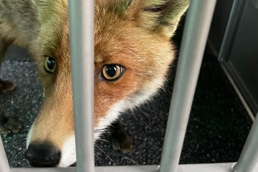 Der eingefangene Fuchs im Käfig: Jetzt ist das Tier wieder in der freien Natur.