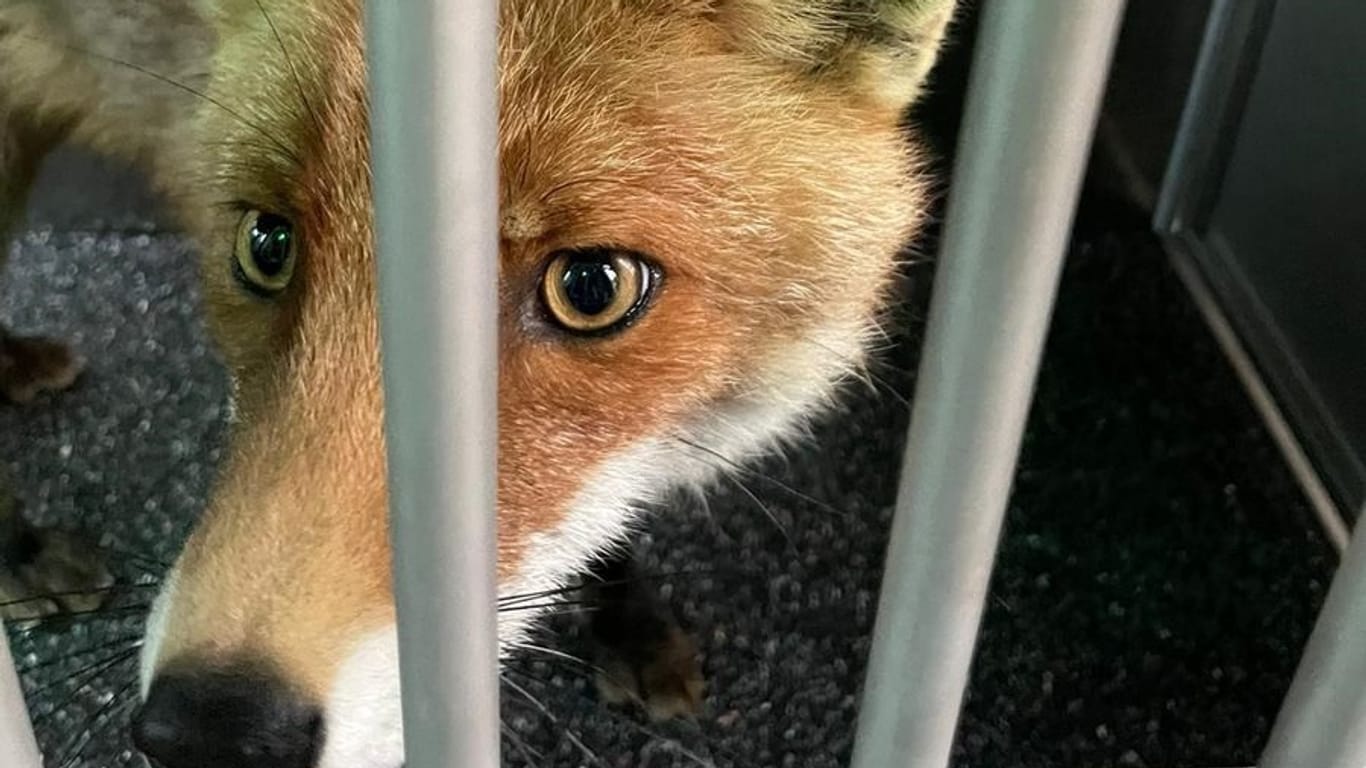 Der eingefangene Fuchs im Käfig: Jetzt ist das Tier wieder in der freien Natur.