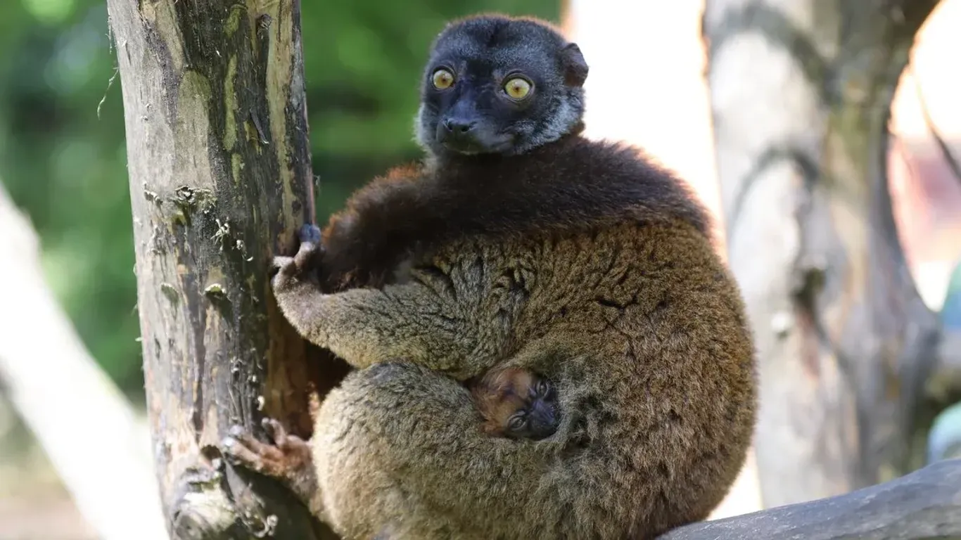 Das neugeborene Lemurenbaby und seine Mutter in Hamm: Weißkopfmakis sind stark vom Aussterben bedroht.