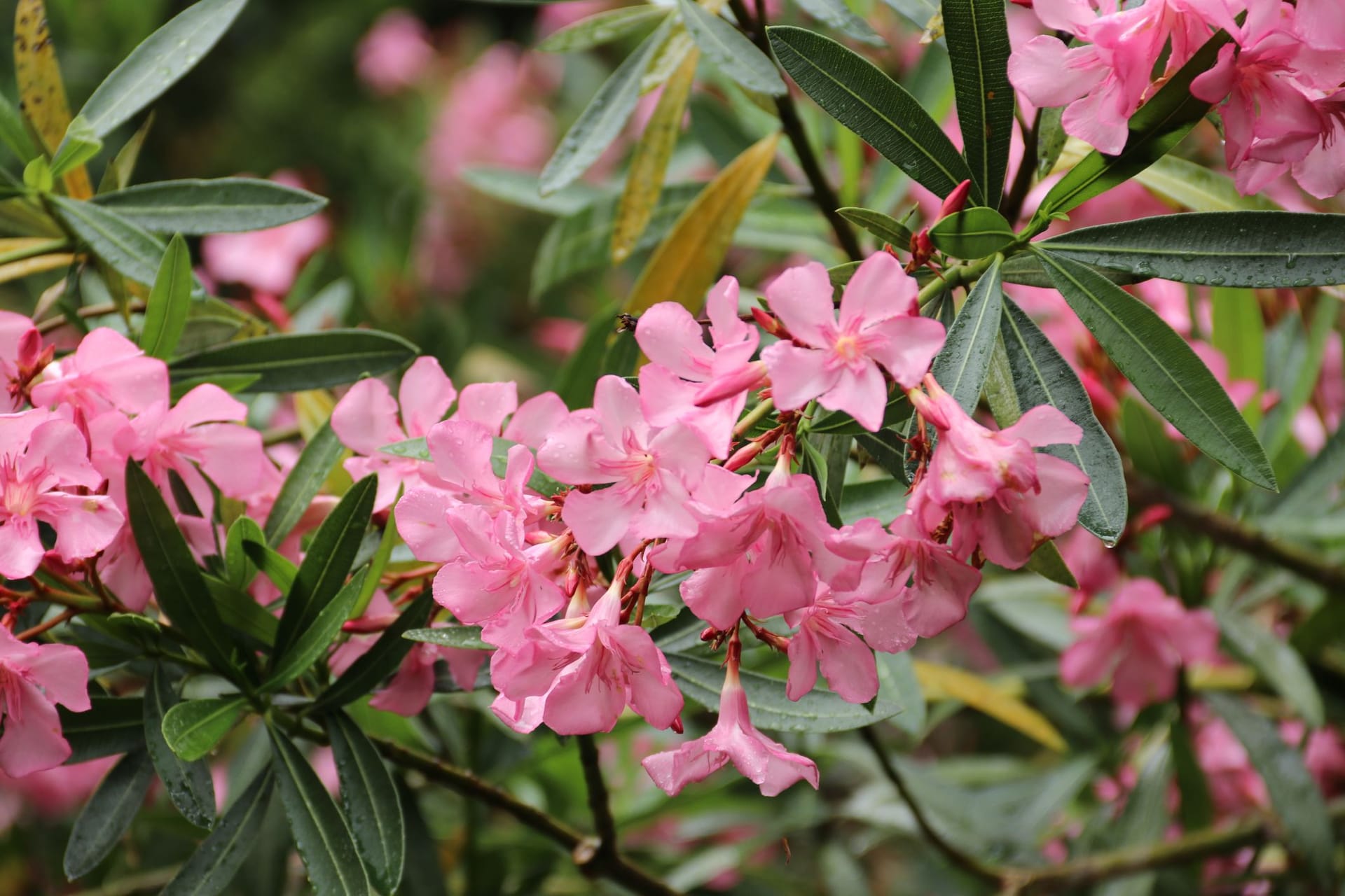 Für eine überschwängliche Blüte beansprucht der Oleander jede Menge Nährstoffe.