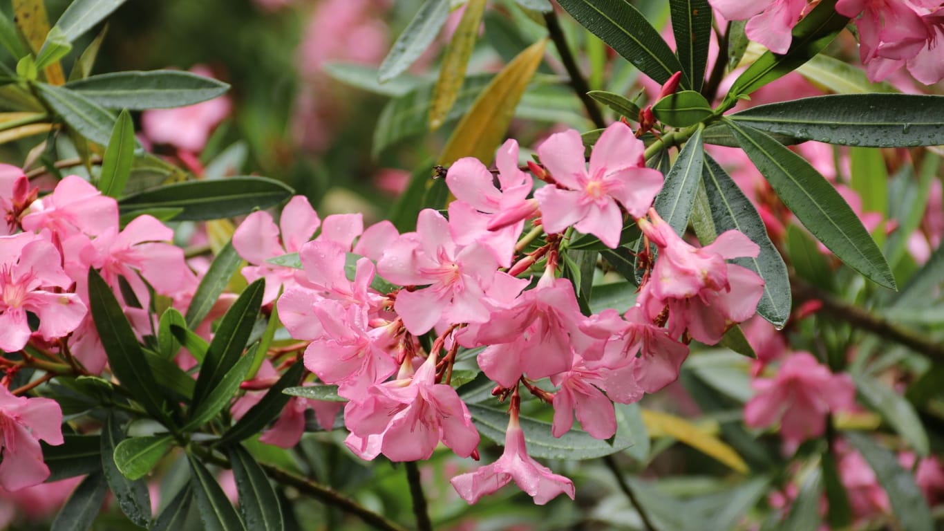 Für eine überschwängliche Blüte beansprucht der Oleander jede Menge Nährstoffe.