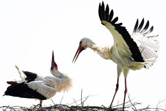 Zwei Störche in ihrem Nest: In NRW steigt die Zahl der Störche wieder an.