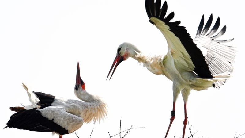 Zwei Störche in ihrem Nest: In NRW steigt die Zahl der Störche wieder an.