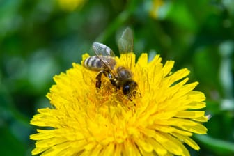 Mit einer großen Pflanzenvielfalt in Ihrem Garten ist für jede Bienenart etwas dabei.