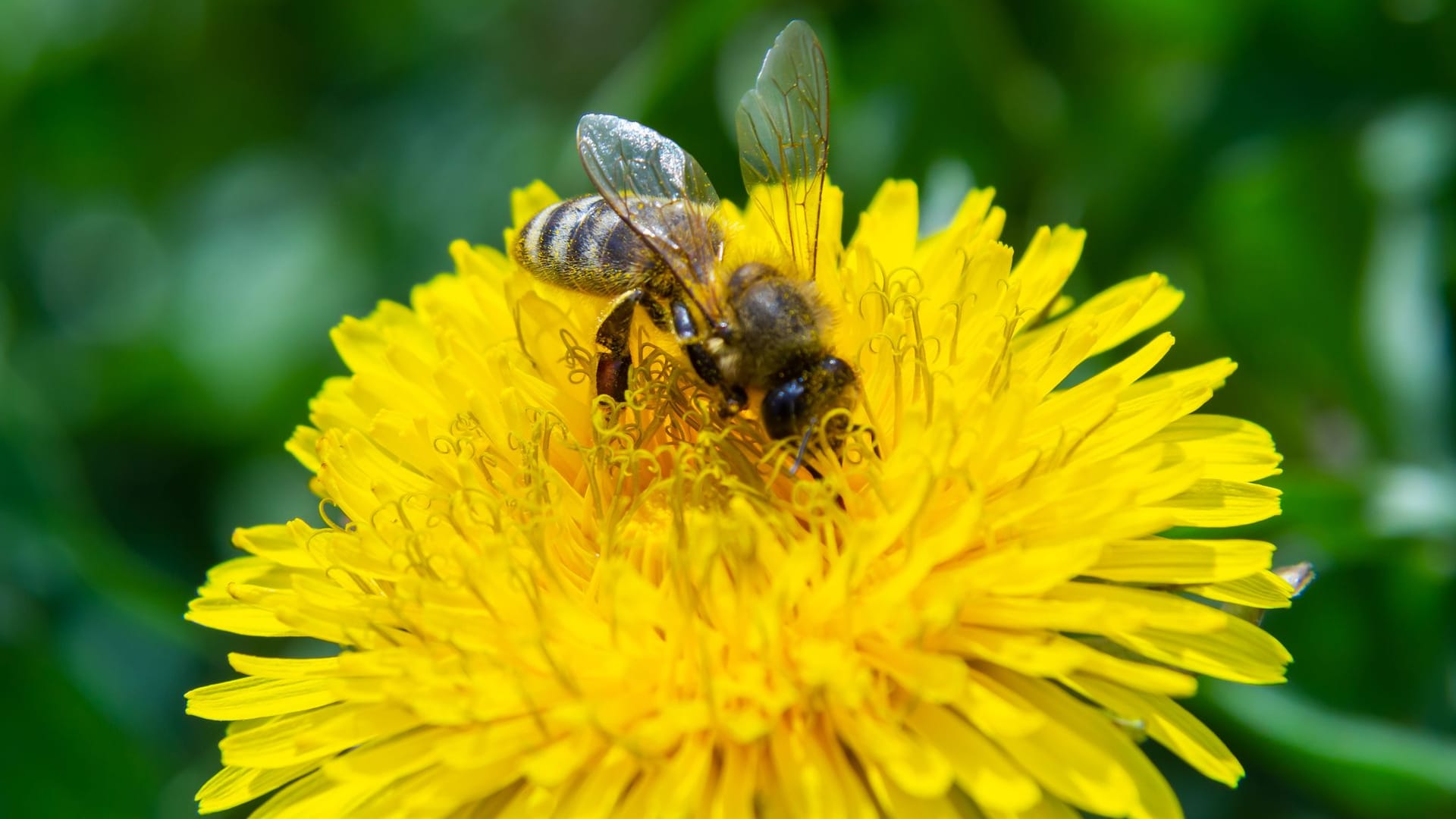 Mit einer großen Pflanzenvielfalt in Ihrem Garten ist für jede Bienenart etwas dabei.