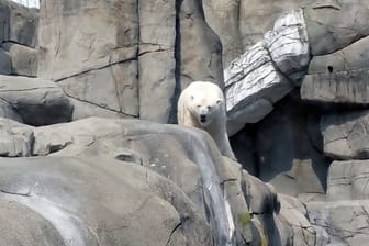 Eisbär zeigt auffälliges Verhalten im Tierpark Hagenbeck