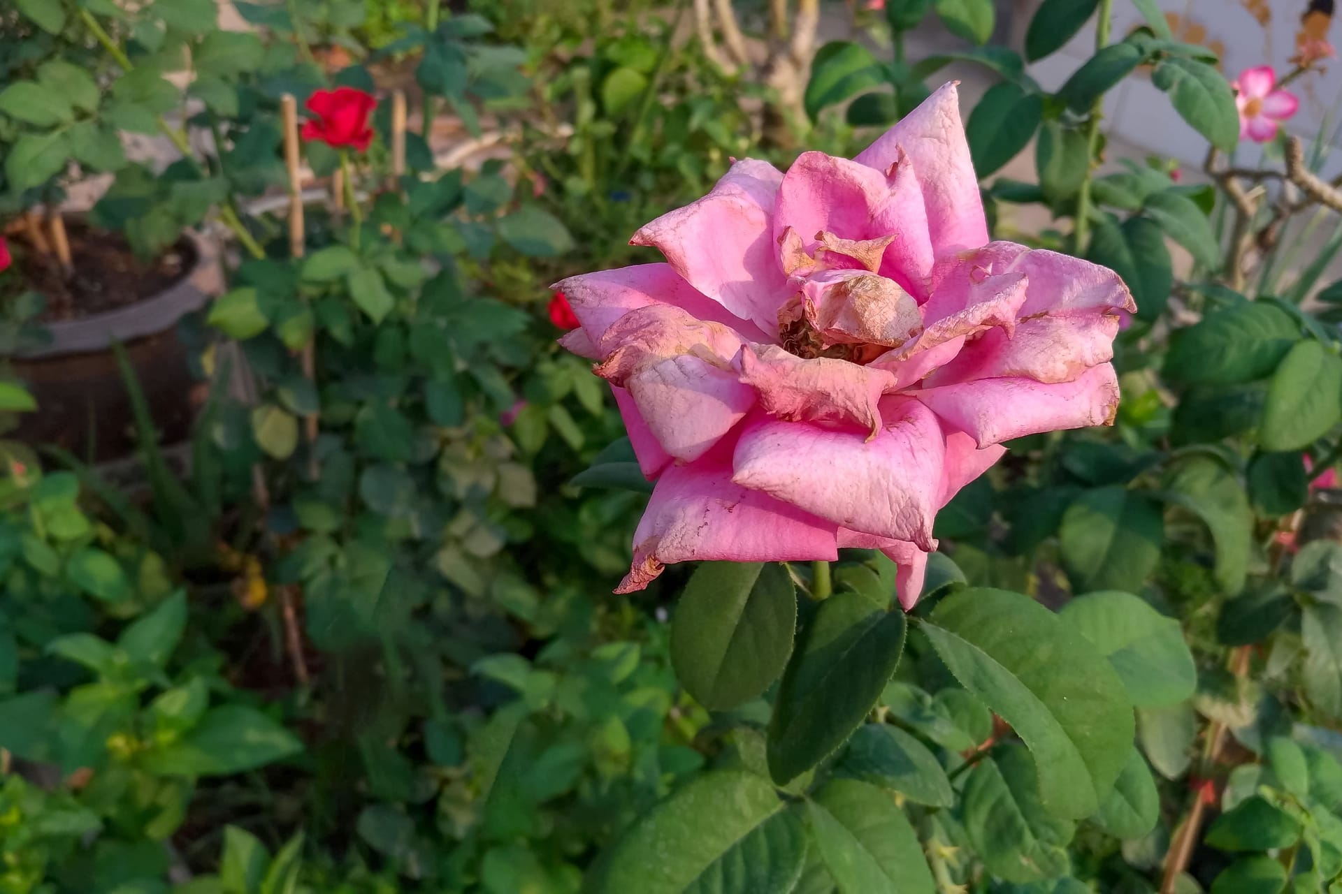 Verblühte Rose: Entfernen Sie die welke Blüte mit einem scharfen Messer.