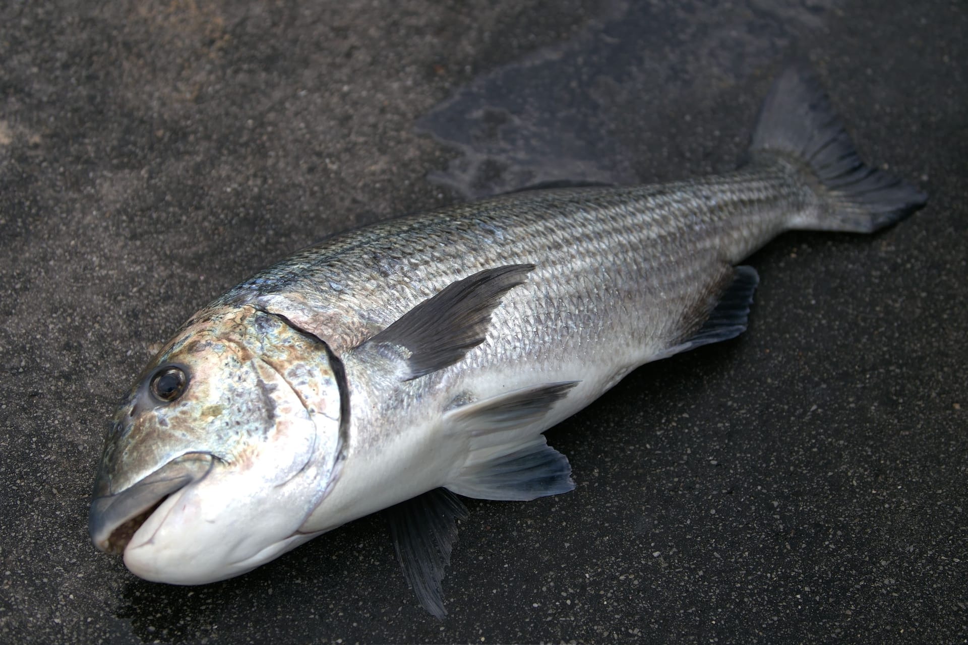 Dead fish on a concrete grey surface