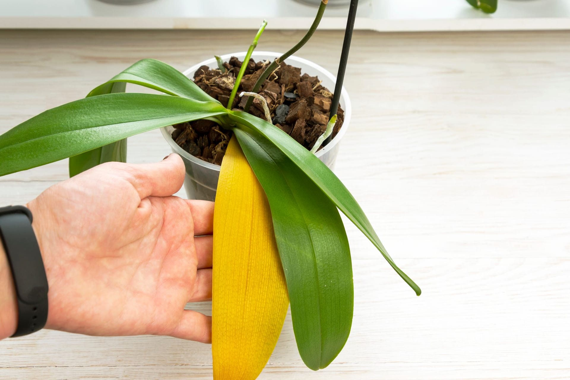 Blüten in Hülle und Fülle zeigen Orchideen nicht, wenn sie massiv unter Krankheiten und Schädlingen leiden.