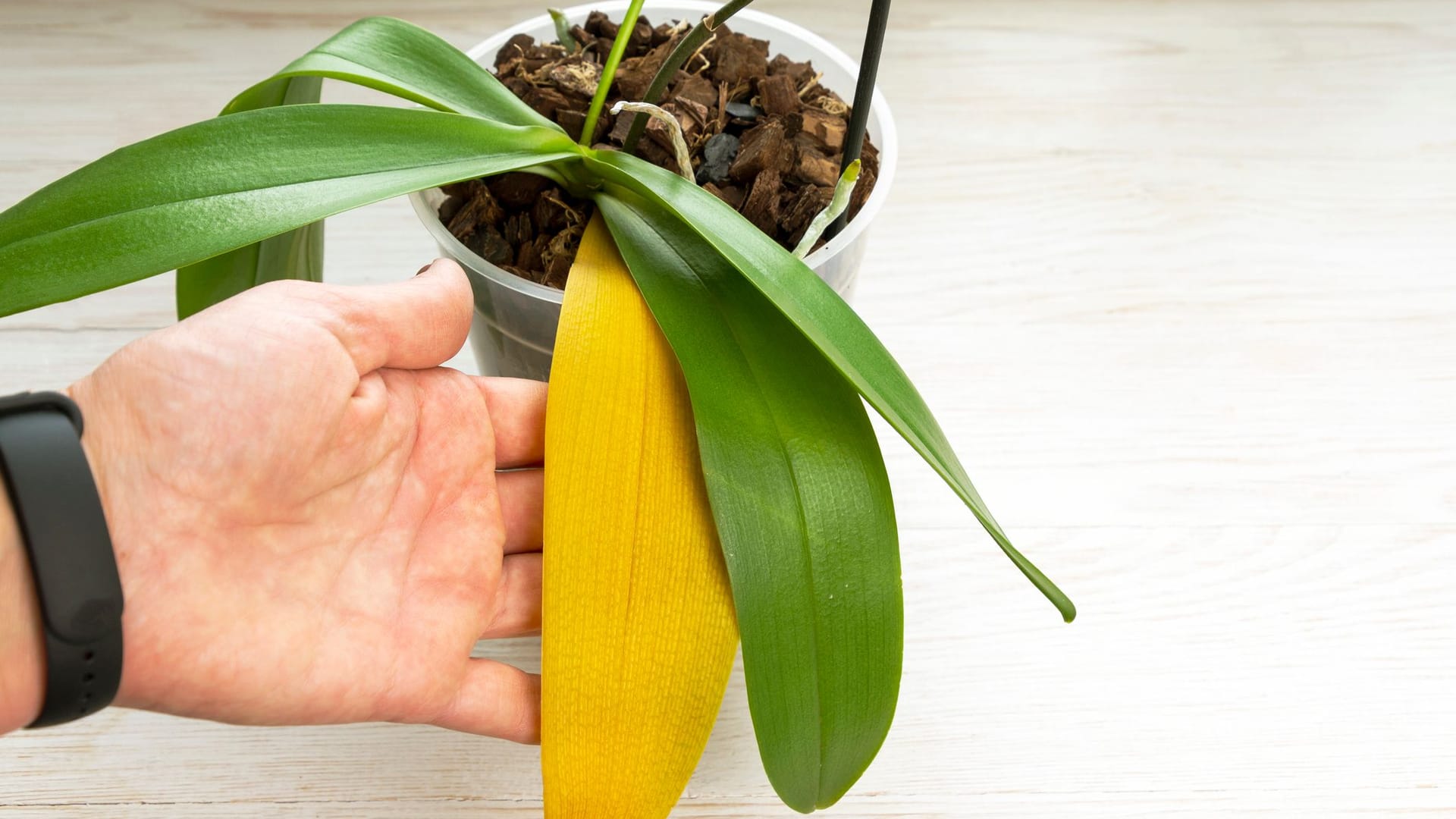 Blüten in Hülle und Fülle zeigen Orchideen nicht, wenn sie massiv unter Krankheiten und Schädlingen leiden.