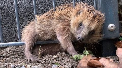 Ein Igel steckt im Zaun fest: Alleine konnte sich das Tier nicht mehr aus seiner misslichen Lage befreien.