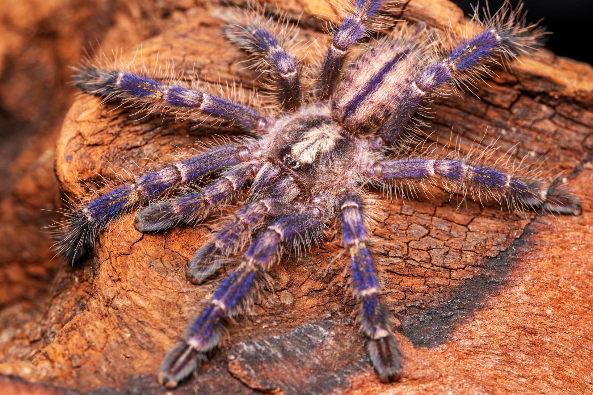 Die Blaue Ornament-Vogelspinne ist bei Spinnenhaltern besonders beliebt.