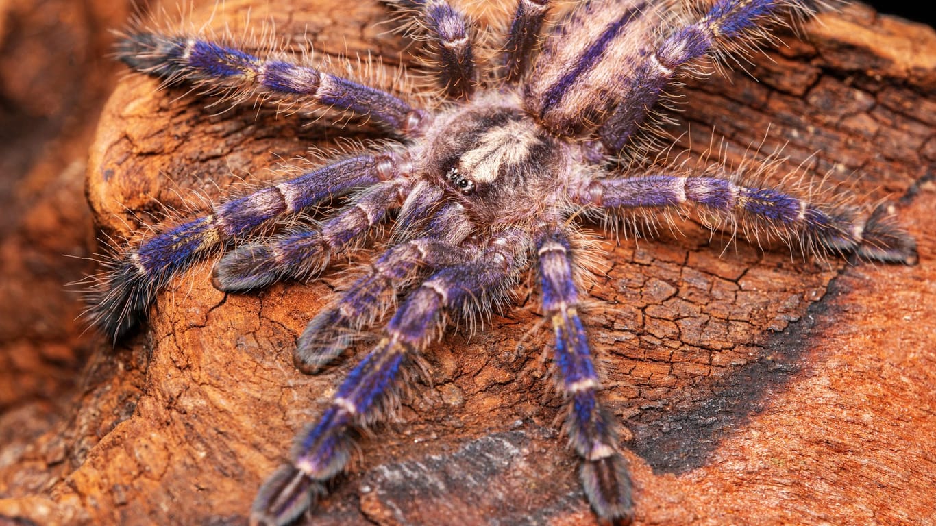 Die Blaue Ornament-Vogelspinne ist bei Spinnenhaltern besonders beliebt. Die Blaue Ornament-Vogelspinne ist bei Spinnenhaltern besonders beliebt.