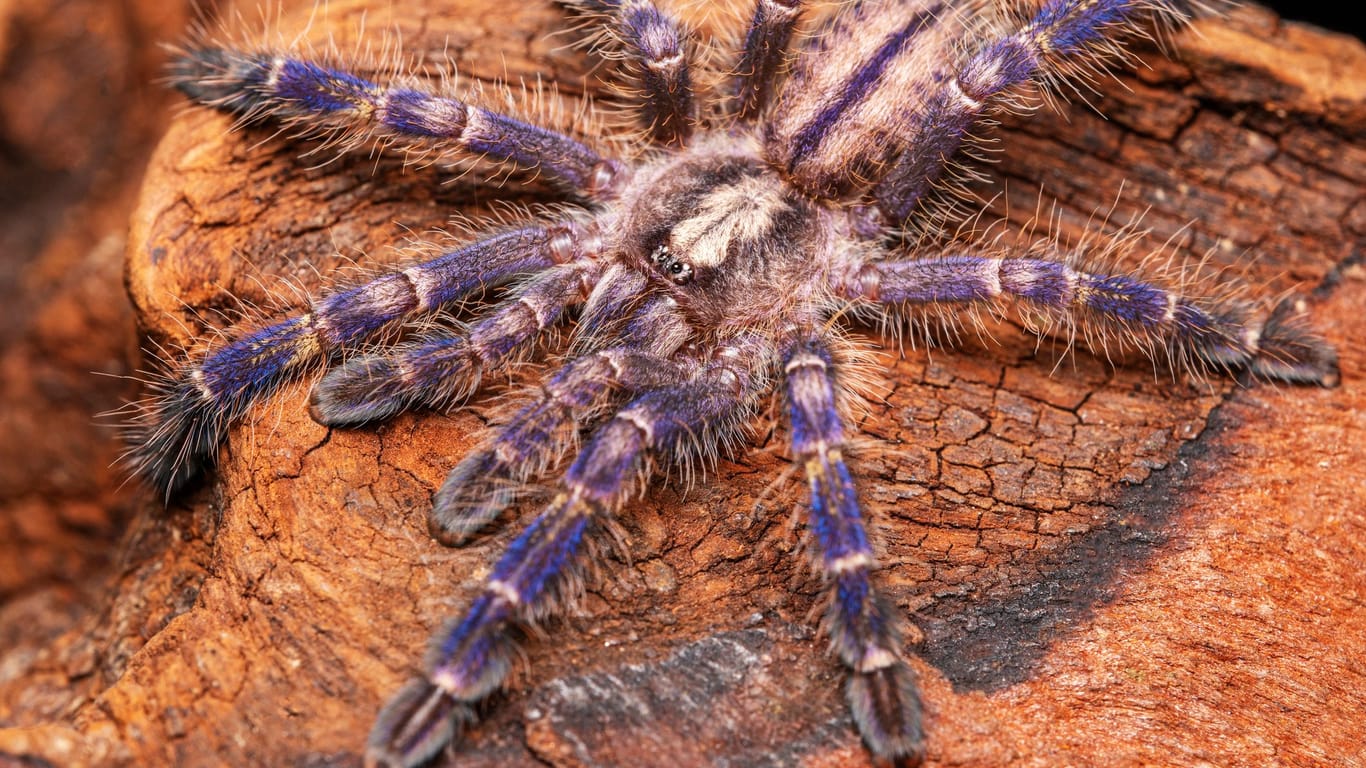 Die Blaue Ornament-Vogelspinne ist bei Spinnenhaltern besonders beliebt.