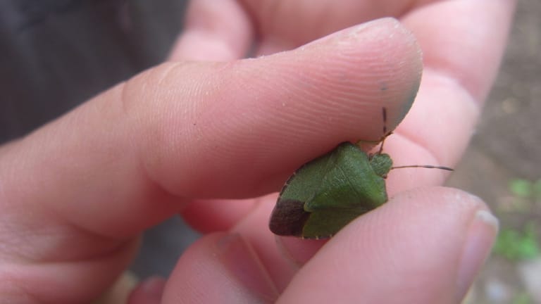 Grüne Stinkwanze (Palomena prasina): Das Insekt, auch Faule Grete genannt, zwischen zwei Fingern,