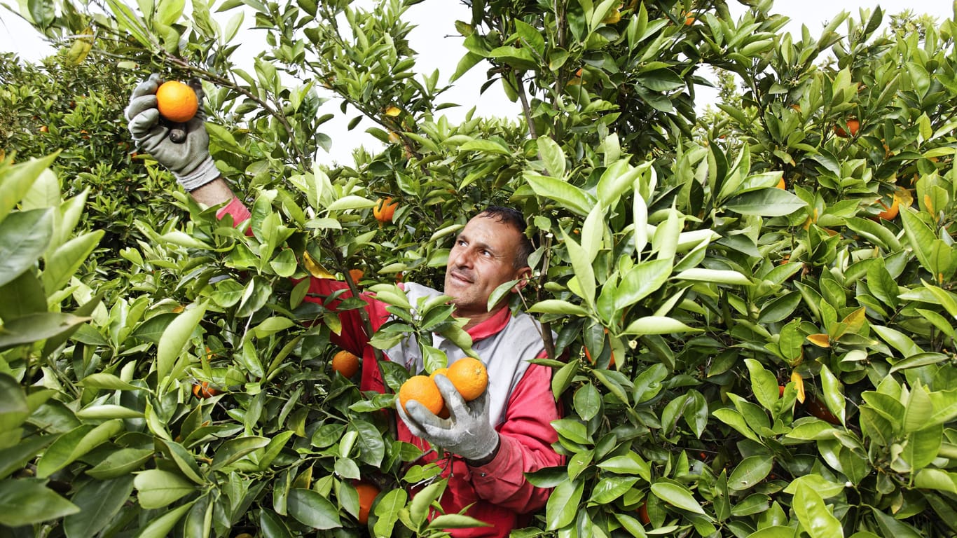 Ein Erntehelfer pflückt im sizilianischen Siracusa (Italien) Orangen: Die Früchte sind – im Gegensatz zu den grünen, brasilianischen Orangen – intensiv orange.
