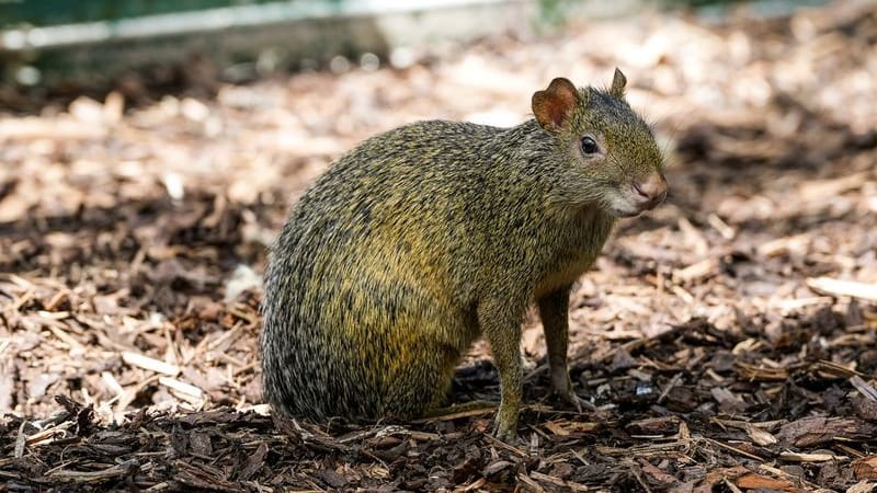 Lange, dünne Beinchen: Azara-Agutis können schnell rennen.