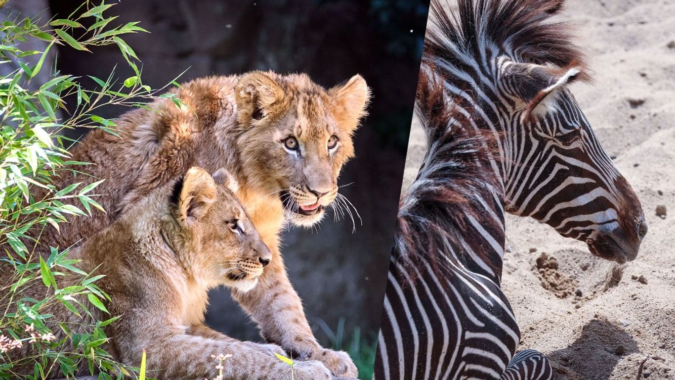 Löwen und Zebras des Leipziger Zoos. Der Zoo steht seit einigen Tagen in scharfer Kritik.