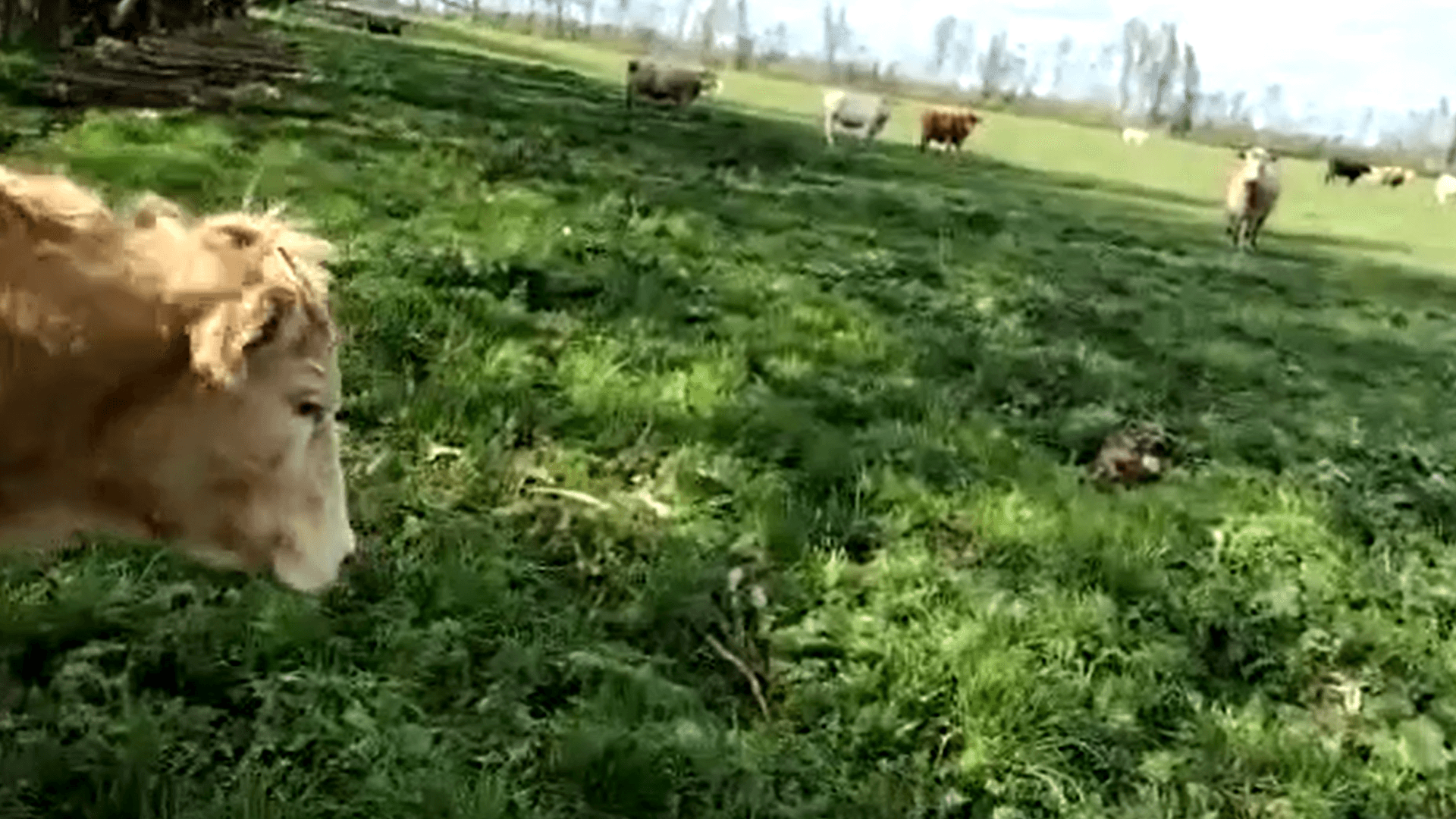 Standbild aus dem Video von Landwirt Kerstan: Eine trauernde Mutterkuh blickt in Richtung ihres getöteten Kalbs.