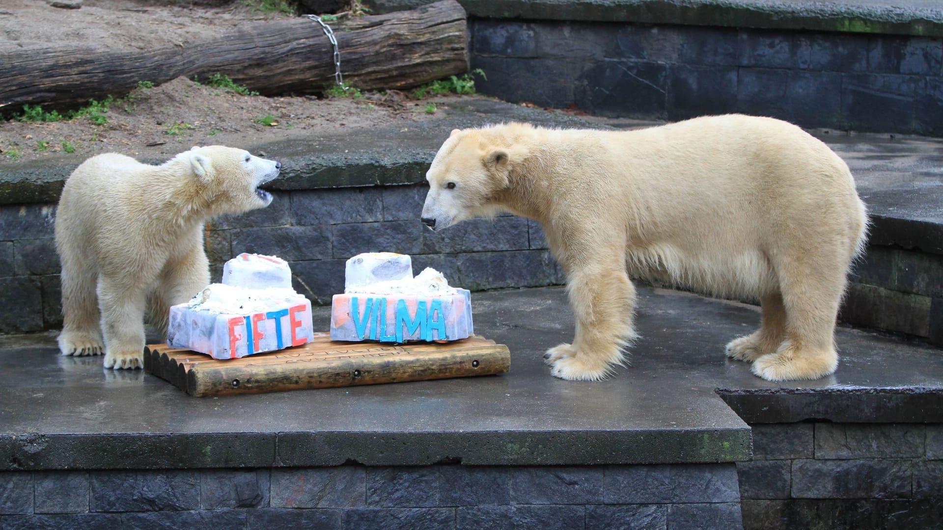 Rostocker Zoo an der Eisbärenanlage mit dem jungen Eisbären Fiete (1) und der Eisbärenmutter Vilma (13). Der junge Bär Fiete ist ein Halbbruder des legendären Berliner Eisbären Knut und wurde am 03.12.2014 geboren. Jetzt feierte er gemeinsam mit seiner Mutter Vilma, die 13 Jahre wurde, seinen Geburtstag. Aus diesem Anlass gab es für die beiden Geburtstagskinder jeweils eine Geburtstagstorte die u.a. aus Lachsfilet, Kartoffelpüree, Puderzucker, Honig und Schlagsahne bestand. Im Bild Fiete (li.) und Vilma (re.)