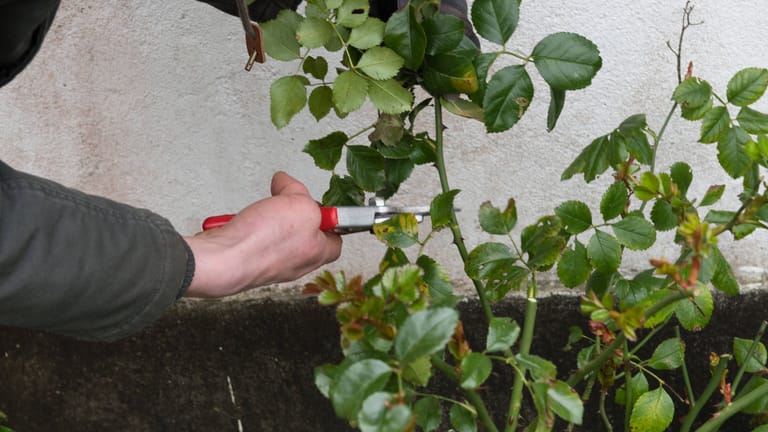 Verblühte Rosen schneiden Tipps und SchrittfürSchrittAnleitung