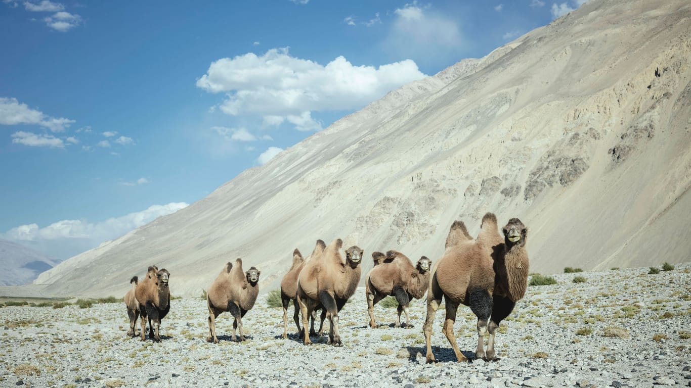 Kamele: Das Wildkamel gilt als vom Aussterben bedroht.