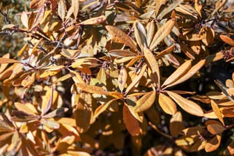 Gelbe Blätter am Rhododendron können auf unterschiedliche Ursachen zurückzuführen sein.