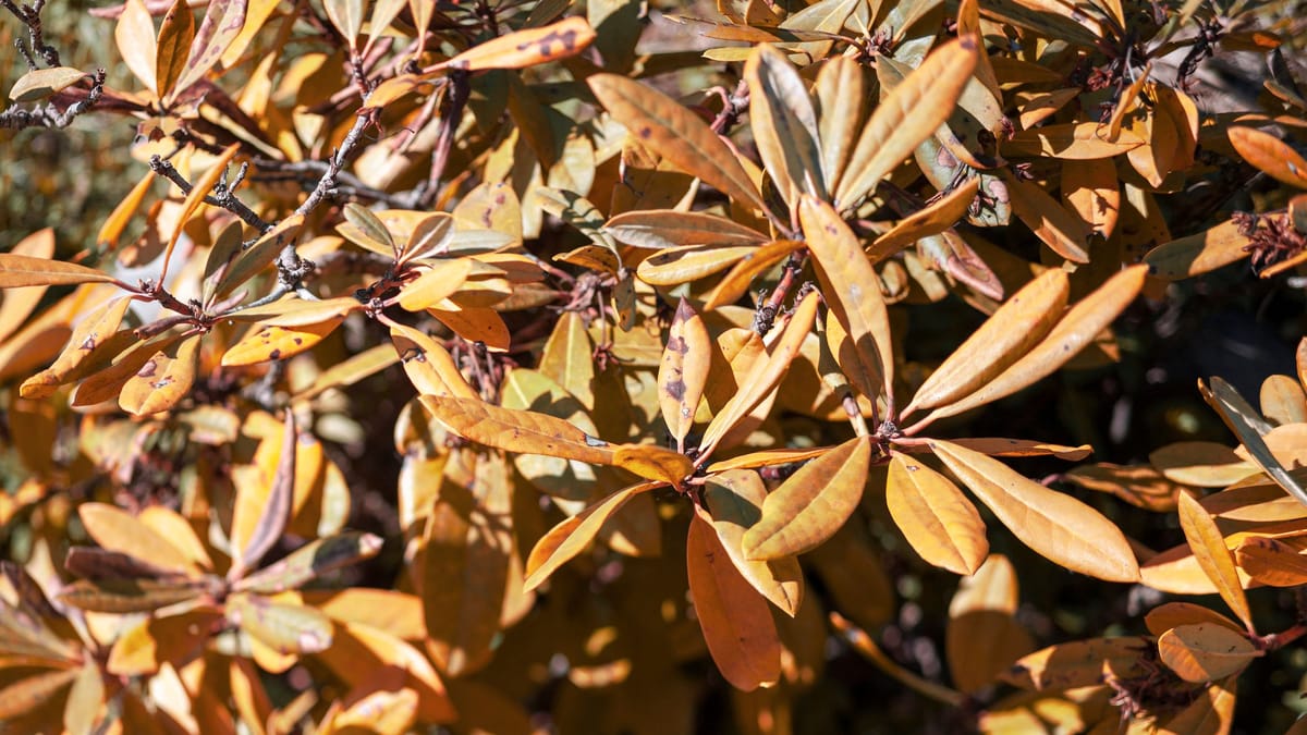 Gelbe Blätter am Rhododendron Das kann dahinter stecken