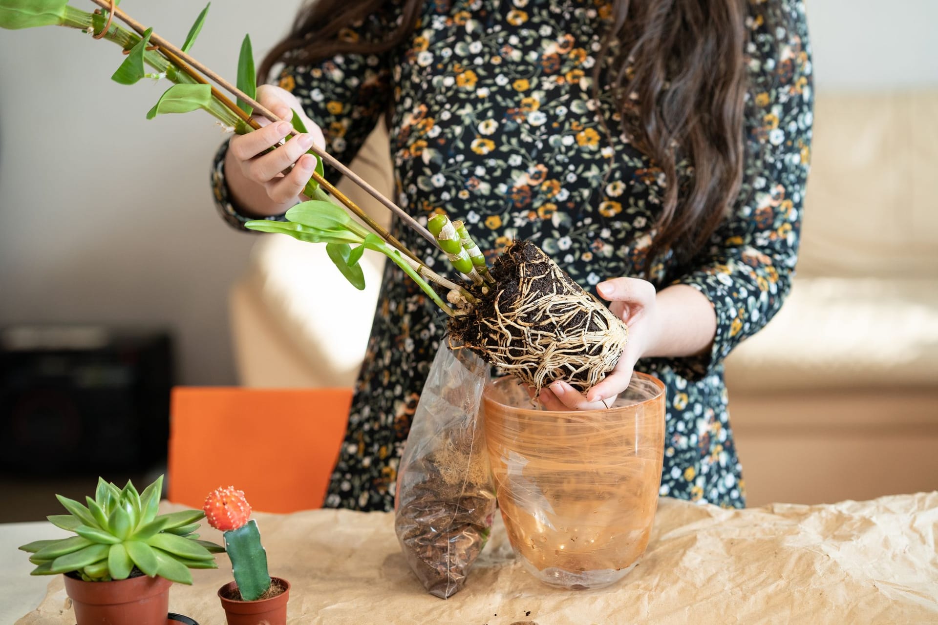 Die Luftwurzeln von Orchideen machen das Umtopfen etwas komplizierter.