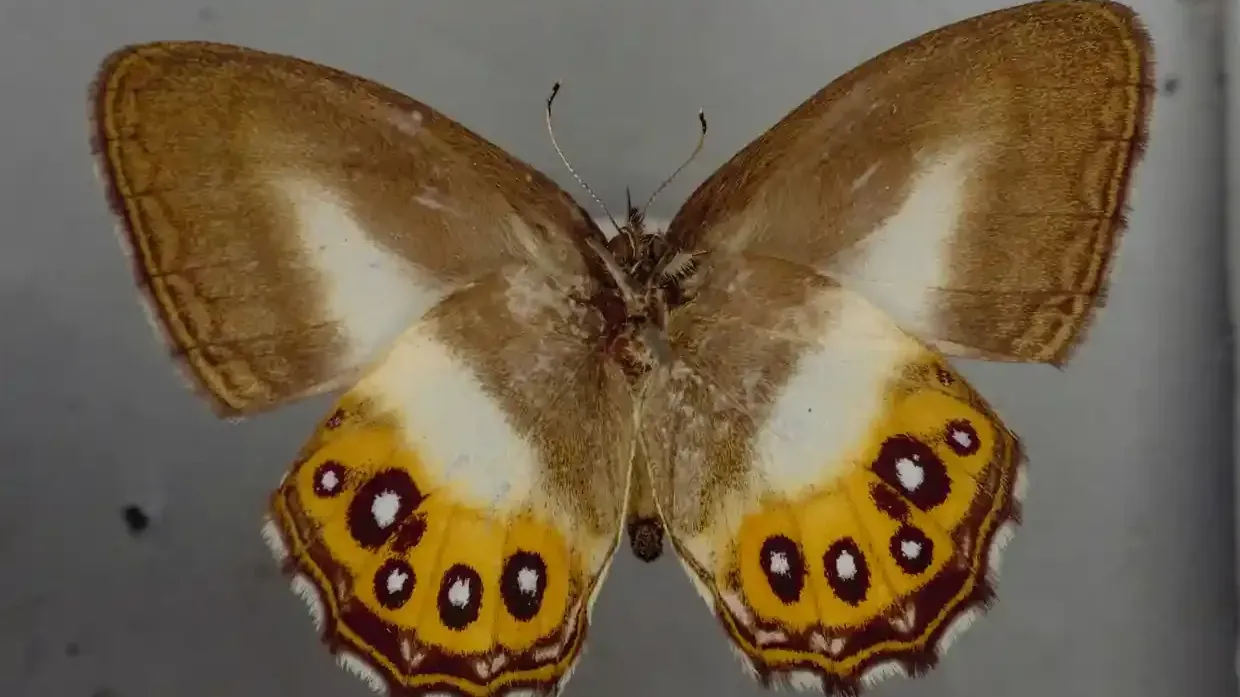 Spannweite von knapp vier Zentimetern: So sieht der Saurona-triangula-Schmetterling aus.