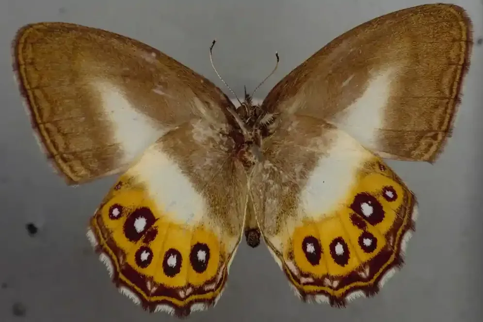Spannweite von knapp vier Zentimetern: So sieht der Saurona-triangula-Schmetterling aus.