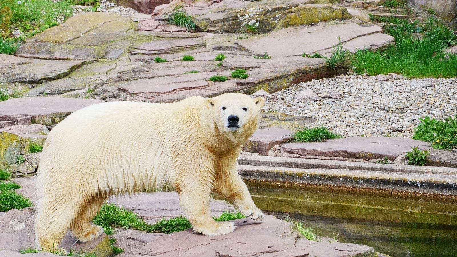 Eisbärweibchen Nana erkundet ihr neues Gehege in Nürnberg.