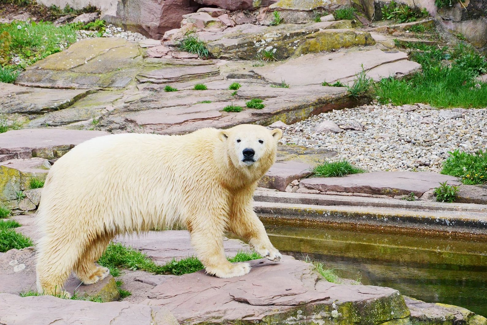 Eisbärweibchen Nana erkundet ihr neues Gehege in Nürnberg.