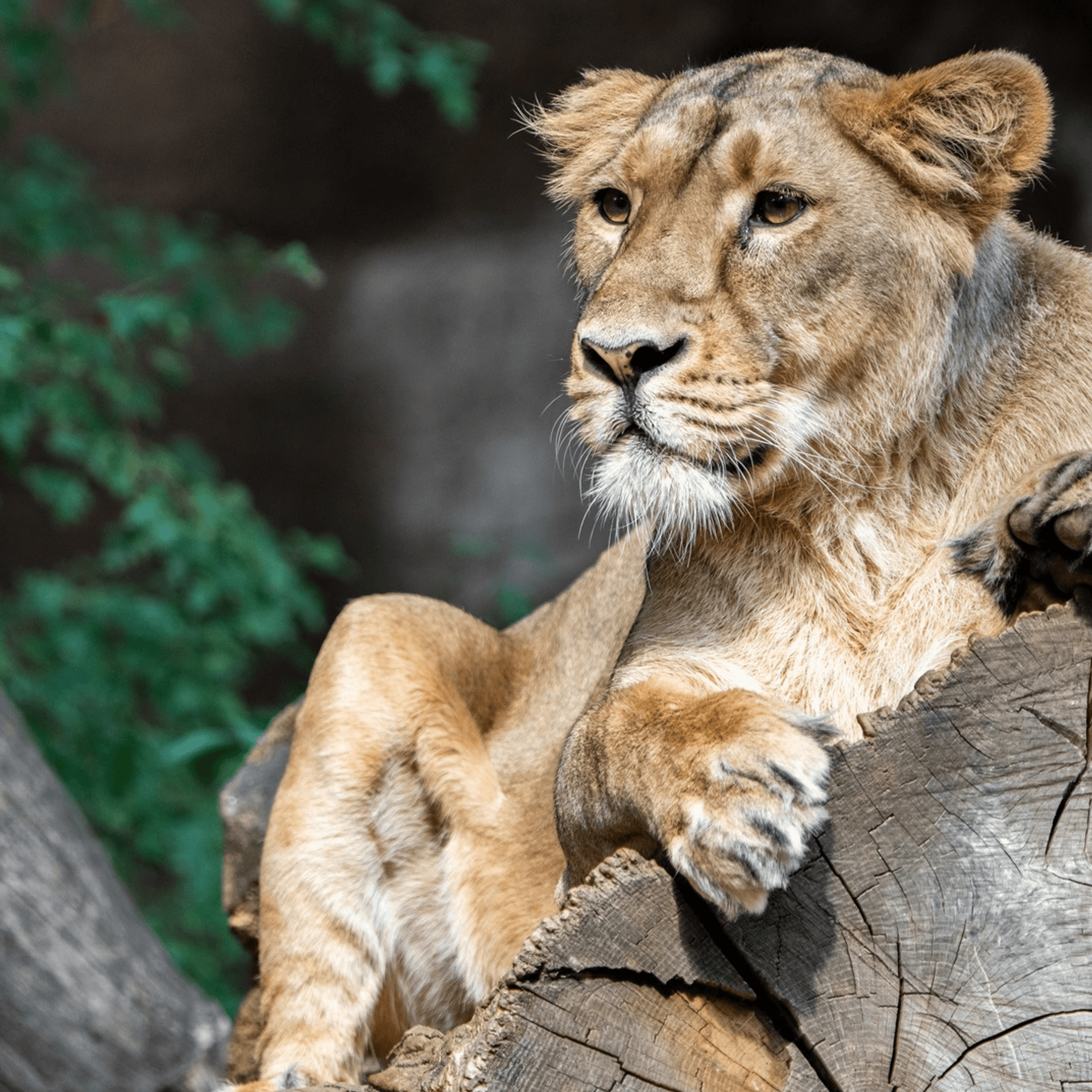 Tiergarten Nürnberg: Löwin Aarany frisst alle ihre Jungen auf