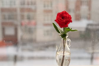 Rose im Glas: Mit den richtigen Tricks können Sie die Zierpflanze leicht vermehren.