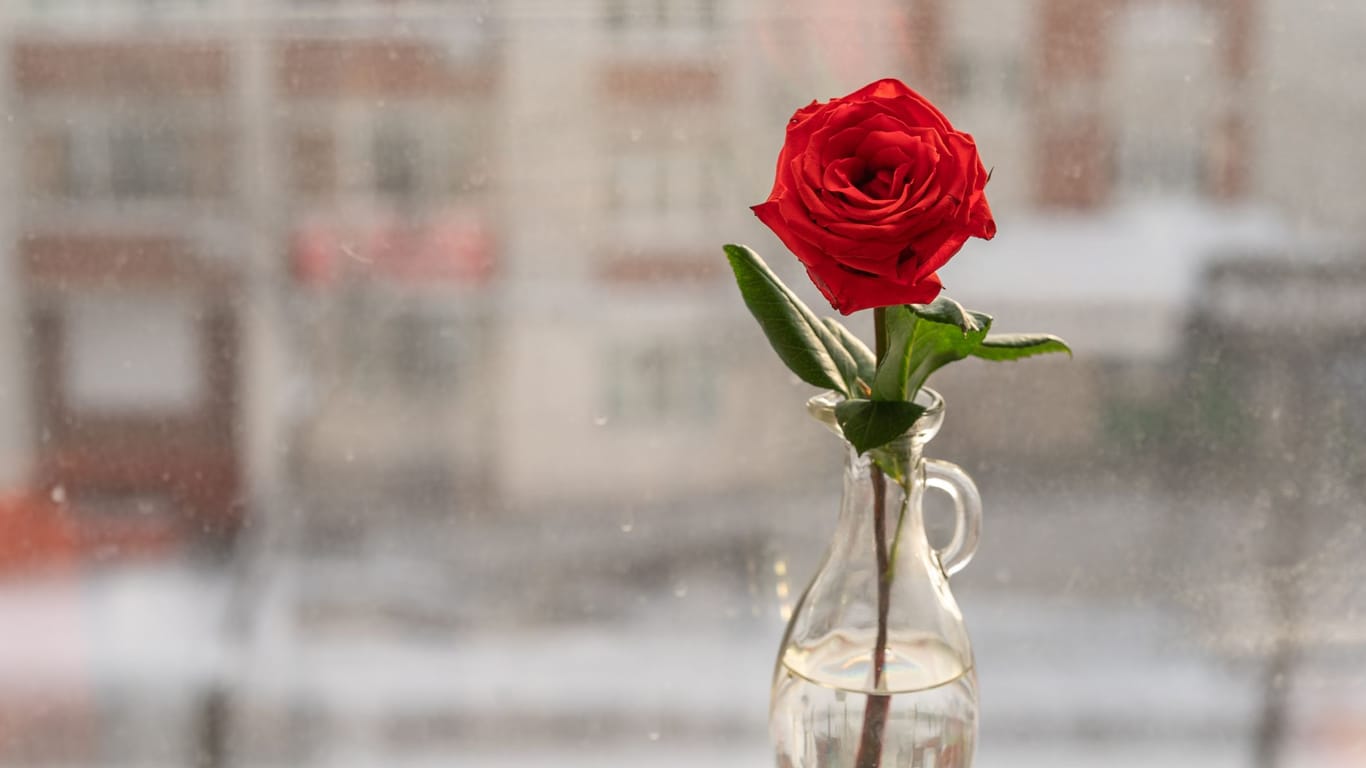 Rose im Glas: Mit den richtigen Tricks können Sie die Zierpflanze leicht vermehren.