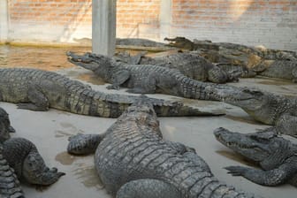 Eine Krokodilfarm in Siem Reap (Symbolbild): Der Besitzer eines Geheges fiel offenbar auf den Boden, wo sich zahlreiche Krokodile befanden.