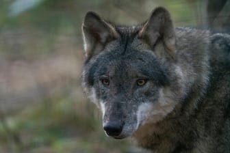 Ein Wolf (Symbolbild): In Glienicke stand das Tier zunächst auf der Fahrbahn, lief dann in einen Garten.