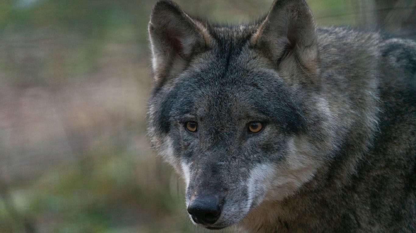 Ein Wolf (Symbolbild): In Glienicke stand das Tier zunächst auf der Fahrbahn, lief dann in einen Garten.