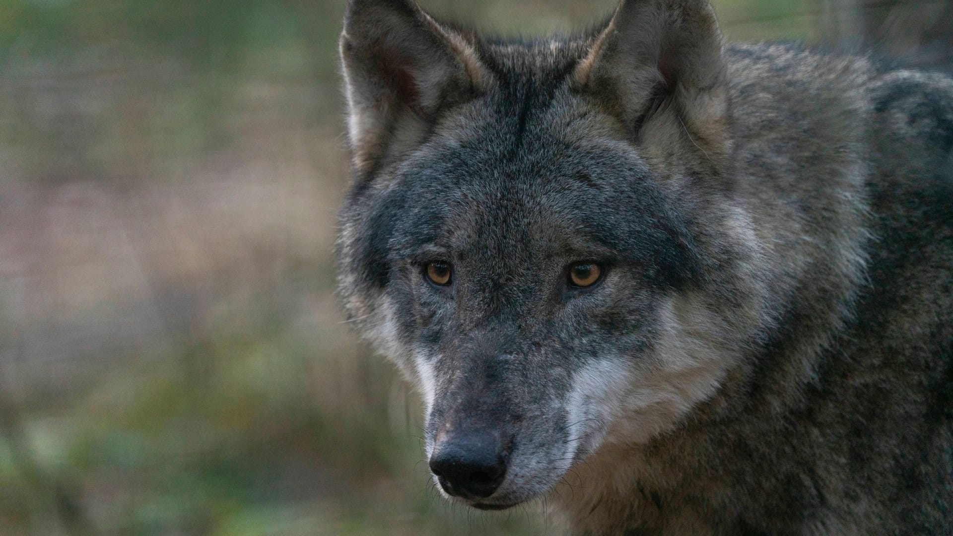 Ein Wolf (Symbolbild): In Glienicke stand das Tier zunächst auf der Fahrbahn, lief dann in einen Garten.