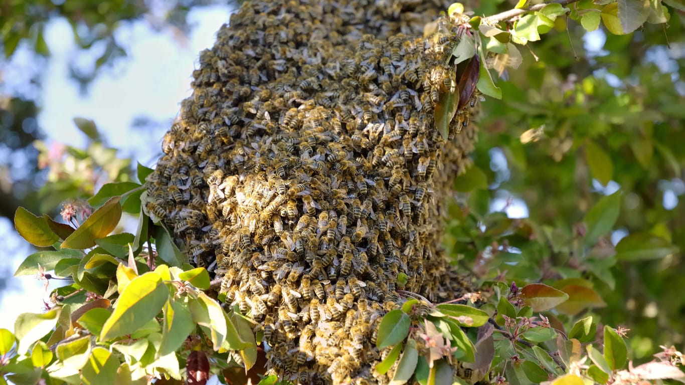 Bienen: Haben Sie einen Bienenschwarm im Garten, ist meist auch ein Nest in der Nähe.