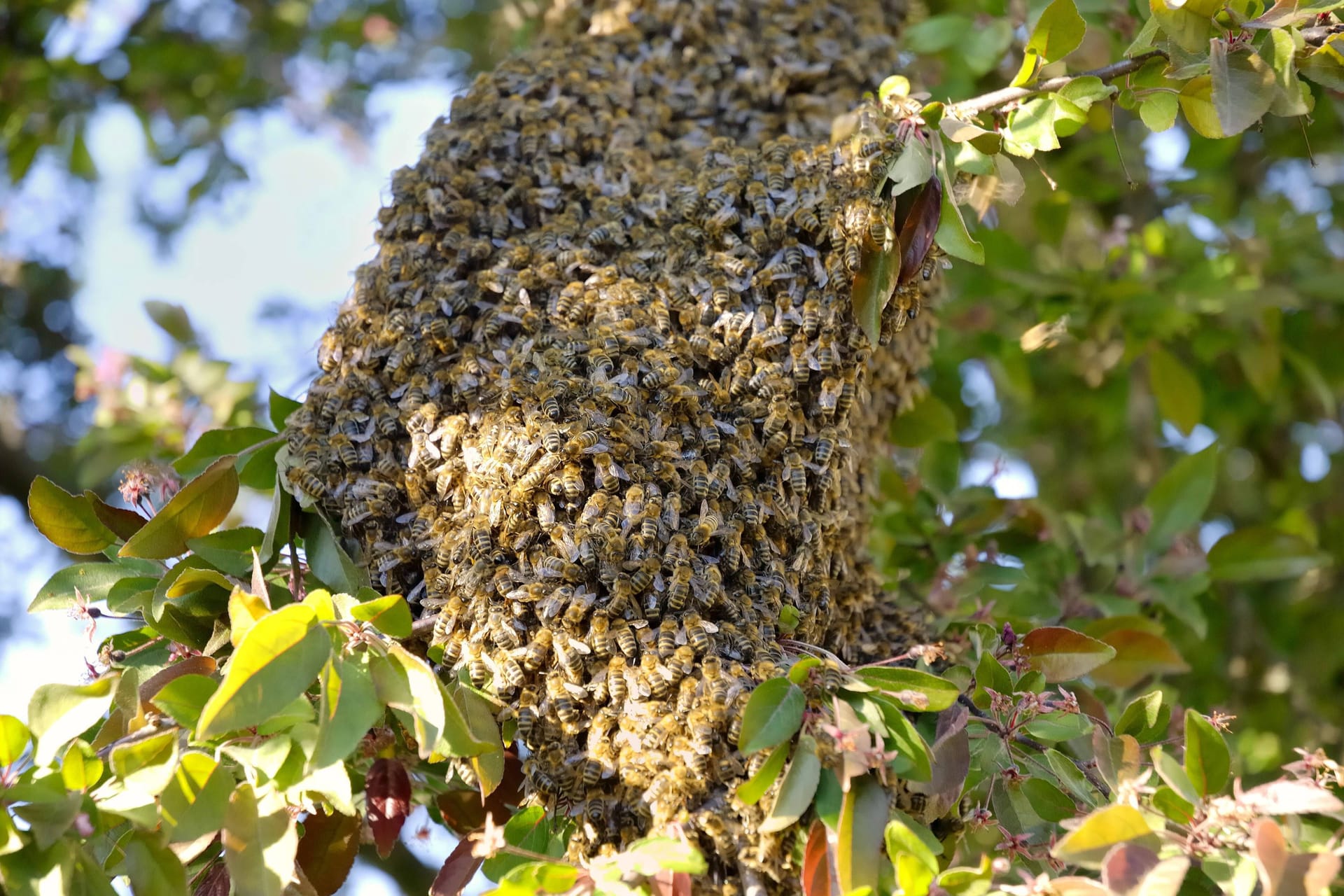 Bienen: Haben Sie einen Bienenschwarm im Garten, ist meist auch ein Nest in der Nähe.