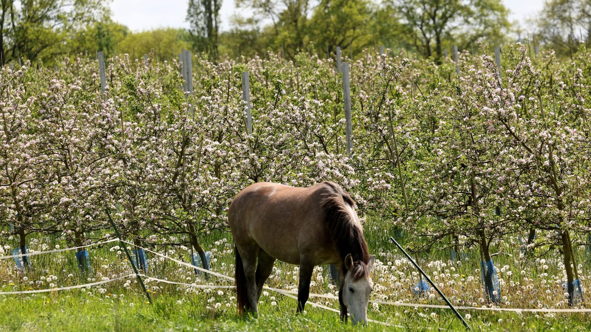 Pferd Pferd