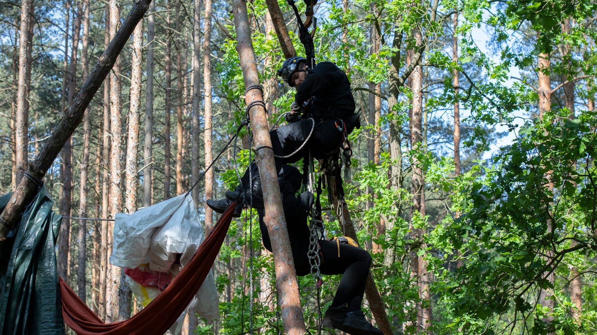 Ein Aktivist wird von einem Polizeibeamten (oben) aus einem Baumhaus geholt: In der Berliner Wuhlheide hat die Polizei am frühen Mittwochmorgen mit der Auflösung eines Protest-Camps begonnen.