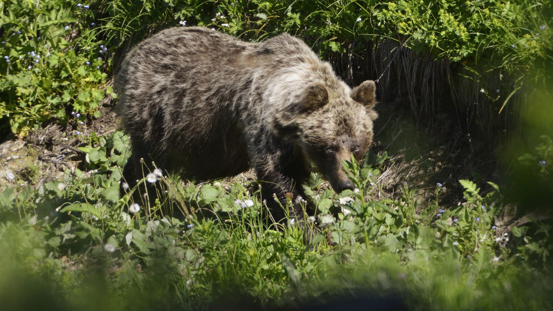 Ein Braunbär im Wald (Symbolbild): Die Polizei, Naturschutz und die Gemeindeverwaltung von Visnove riefen die Bevölkerung zu erhöhter Vorsicht auf. (Quelle: Milan Kapusta/tasr/dpa)