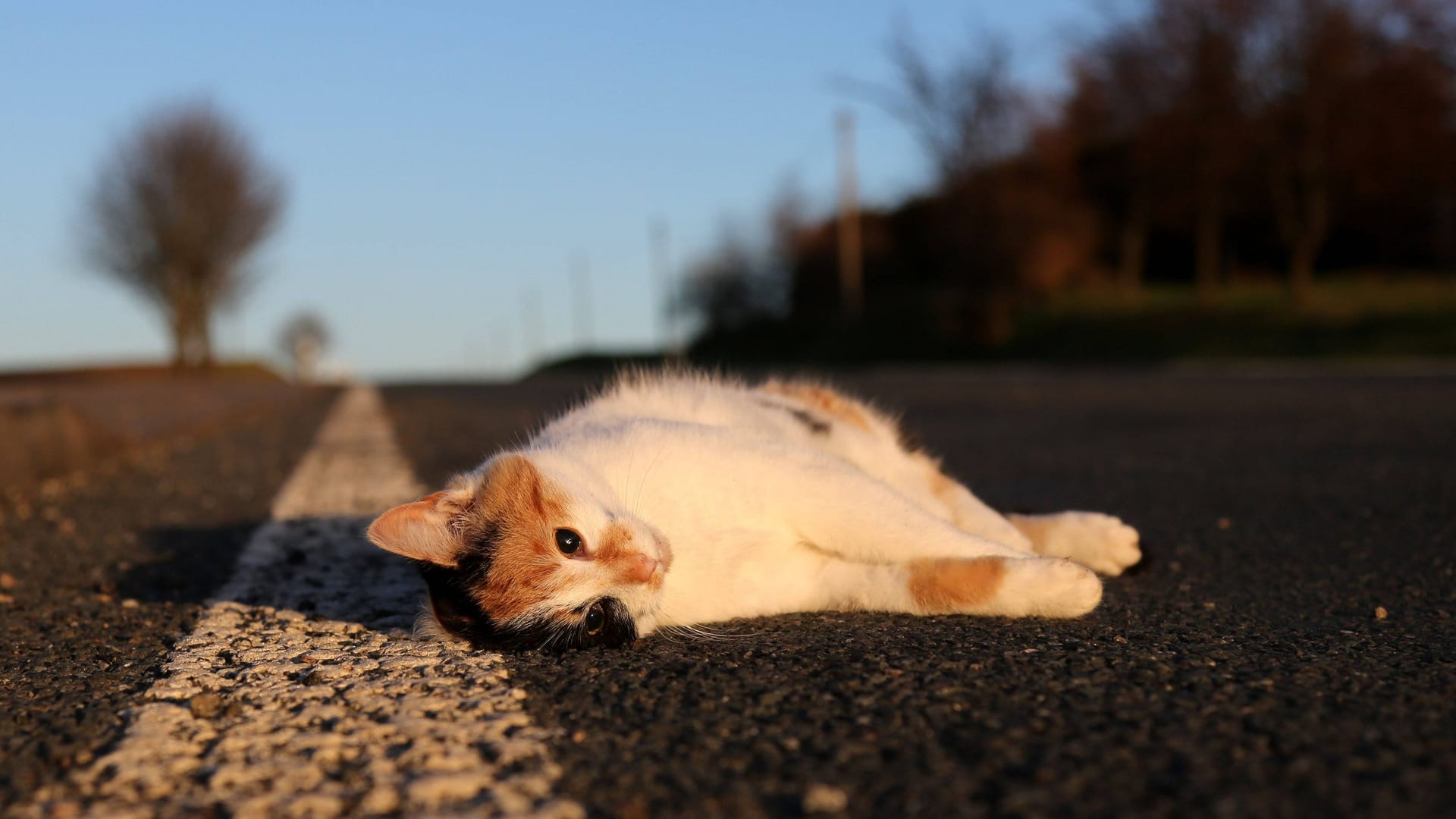 Eine tote Katze liegt am Straßenrand (Symbolfoto):