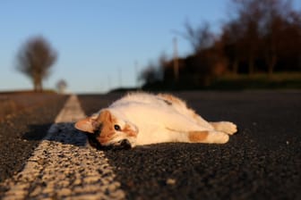 Eine tote Katze liegt am Straßenrand (Symbolfoto):