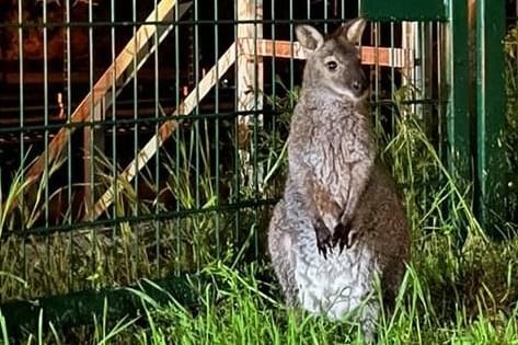 Dieses Känguru ist in Erfurt entwischt und offenbar im Stadtgebiet unterwegs.