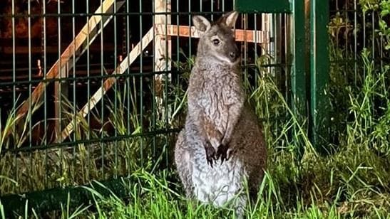 Dieses Känguru ist in Erfurt entwischt und offenbar im Stadtgebiet unterwegs.