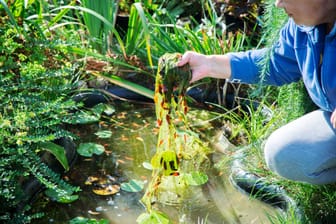 Natron kann für kurze Zeit die Vermehrung von Algen in Ihrem Teich verhindern.
